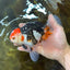A Grade Tricolor Oranda Male 5-5.5 inches #082225OR_19