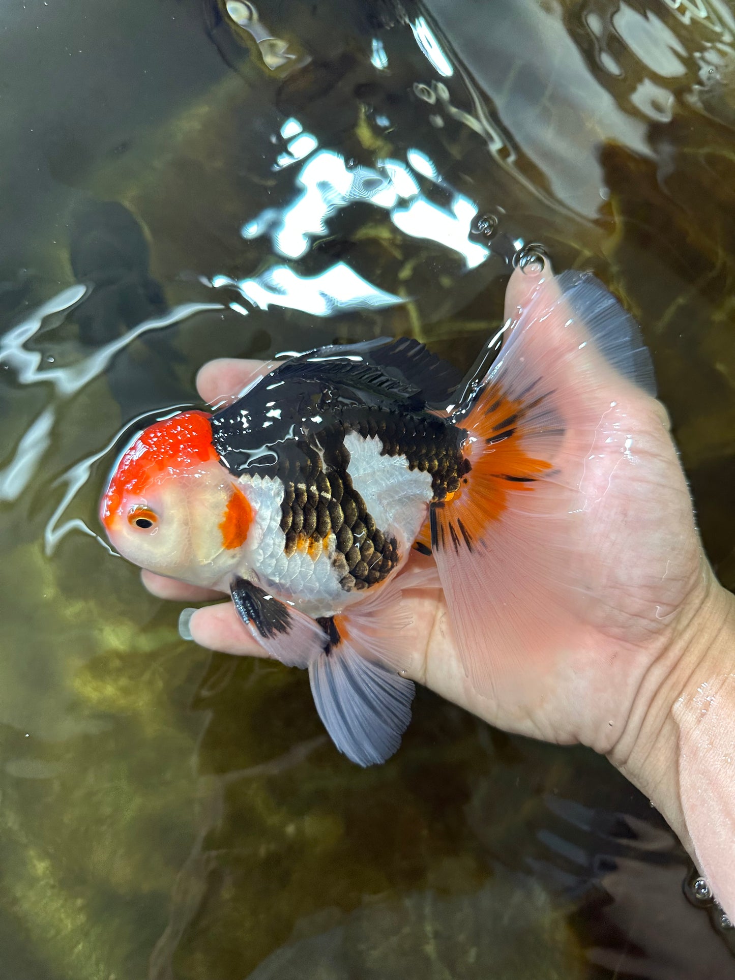 A Grade Tricolor Oranda Male 5-5.5 inches #082225OR_19