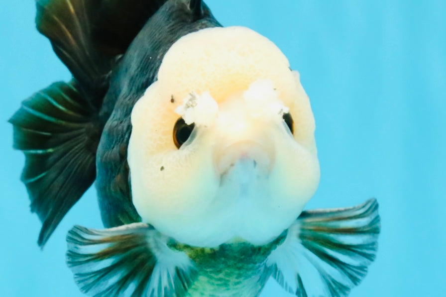 Pompom Panda Button Eyes Yuanbao Male 5-5.5 inches #040326YB_04