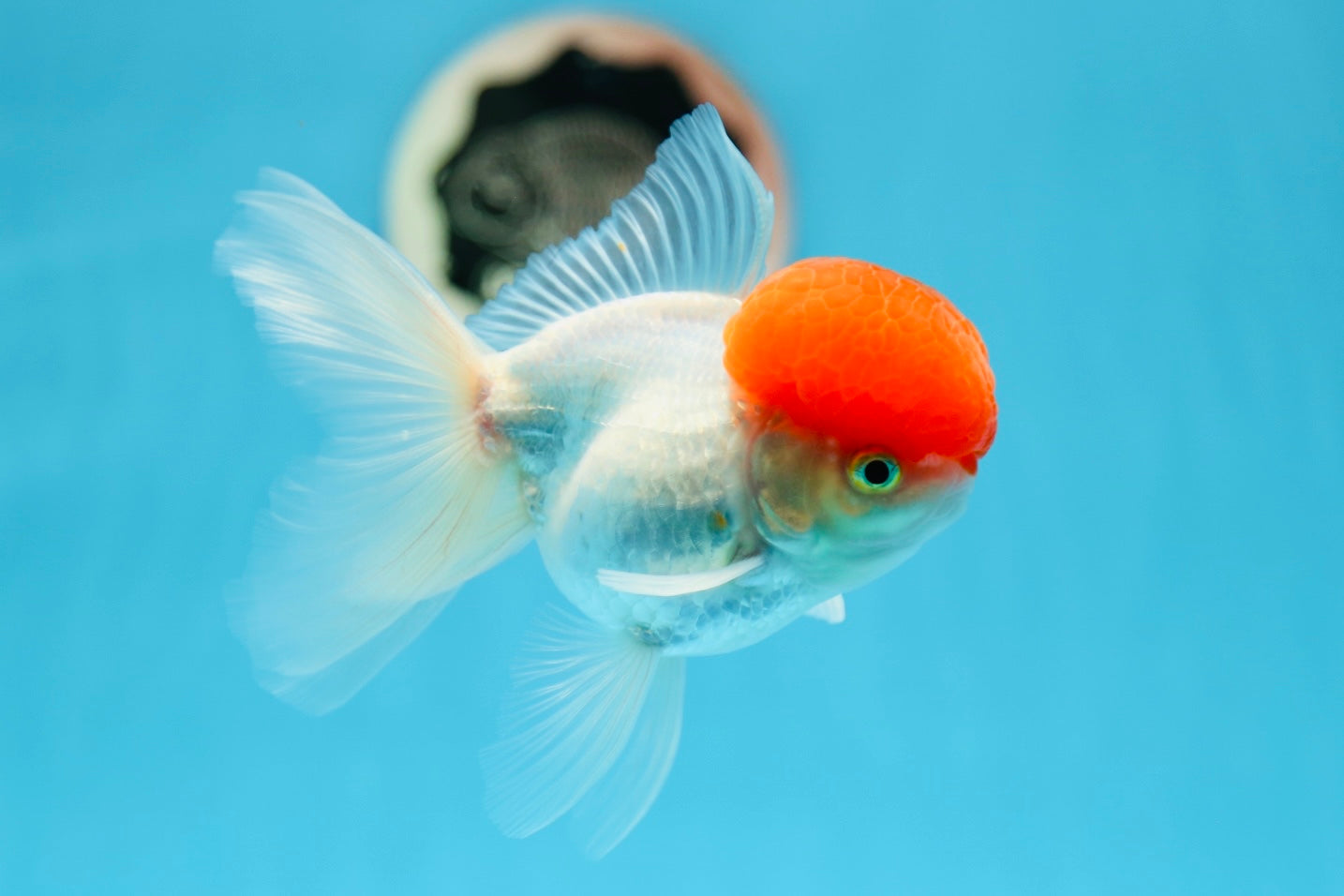 AAA Red Cap Oranda Male 4.5-5 inches #0901OR_11