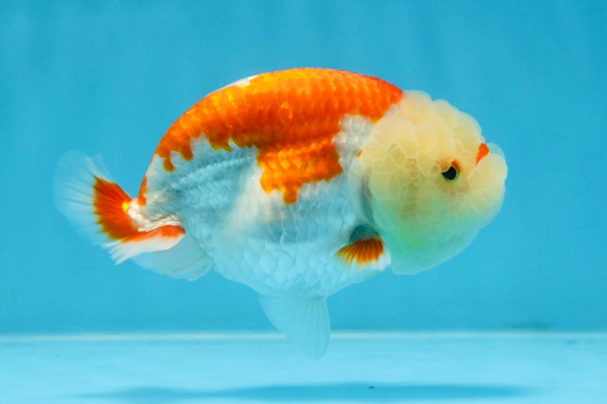 POPCORN AAA Grade Red White Kohaku LionQueen 4 inches #101725LC_05