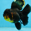 A Grade SPECIAL Apache Oranda Female 6-6.5 inches #091225OR_09