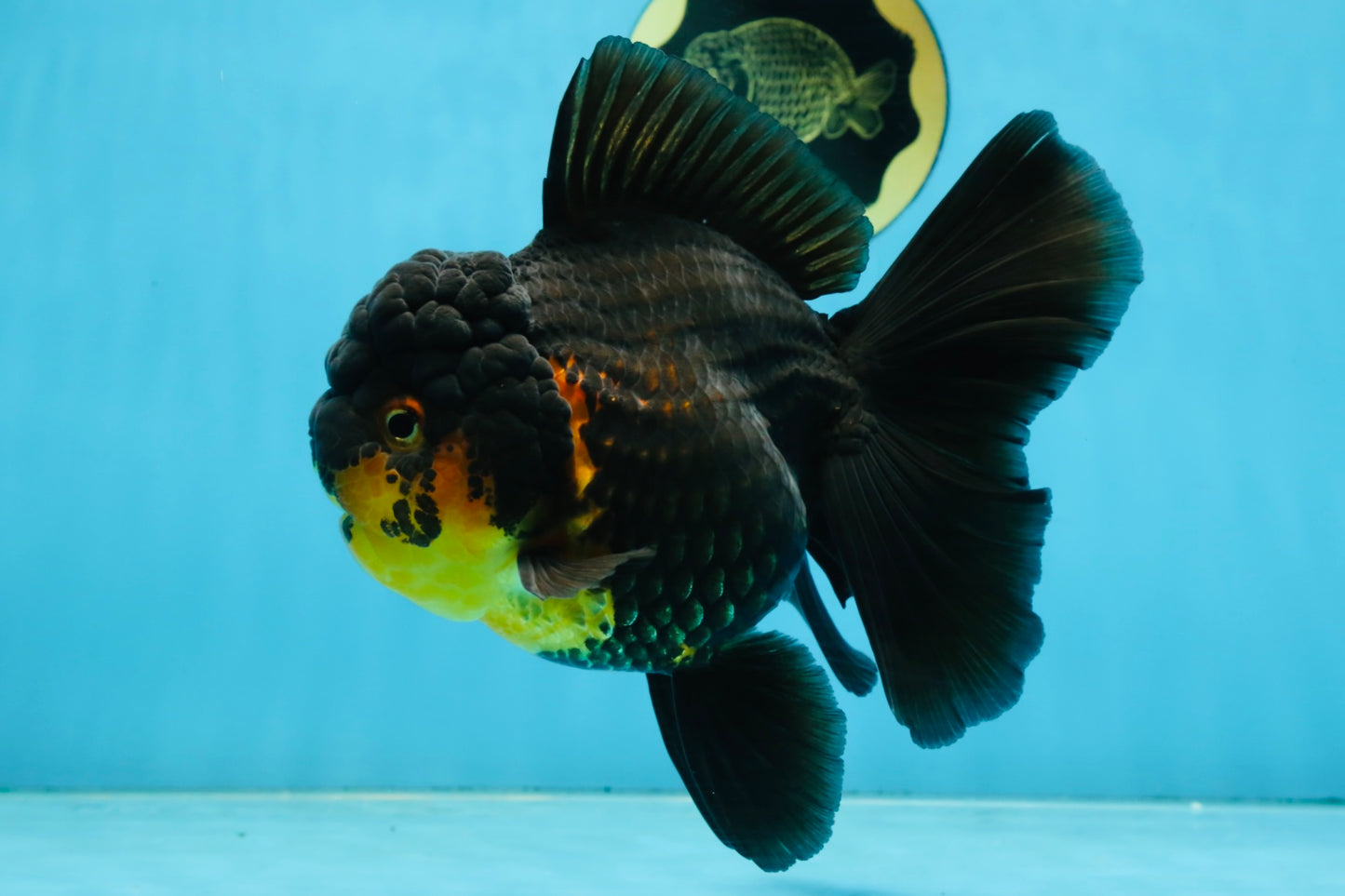 A Grade SPECIAL Apache Oranda Female 6-6.5 inches #091225OR_09