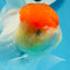 AAA Grade Red Cap Oranda Female 4.5-5 inches #0830OR_09