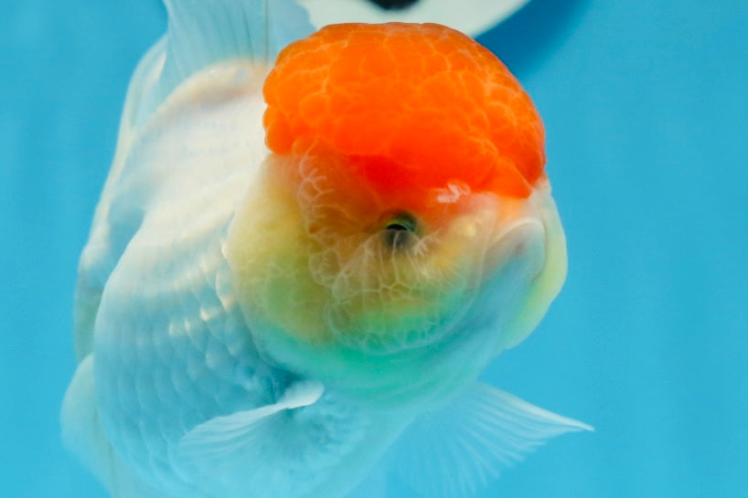 Oranda femelle à calotte rouge de catégorie AAA, 4,5 à 5 pouces #0830OR_09