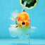 AAA Grade Sakura Oranda Male 5.5 inches #050925OR_54