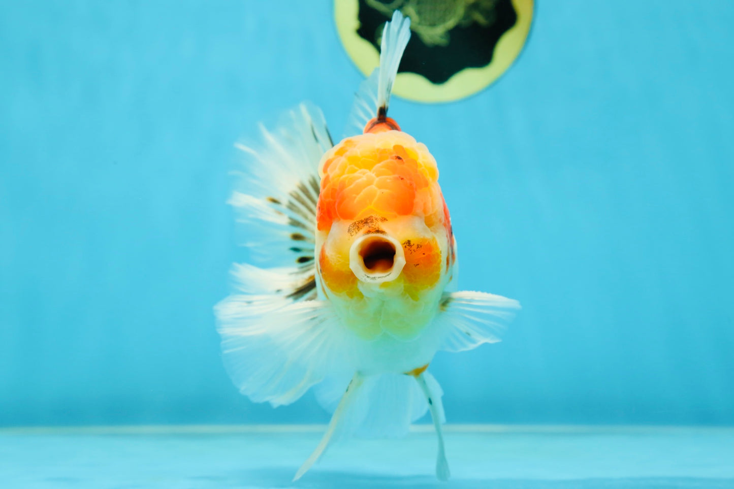 AAA Grade Sakura Oranda Male 5.5 inches #050925OR_54