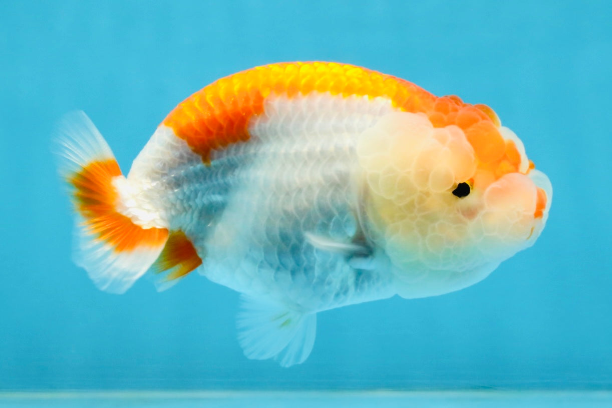 AAA Grade Red White LionQueen 4 inches #112125LC_08