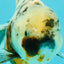 Kirin Oranda Female 6 inches #071726OR_19