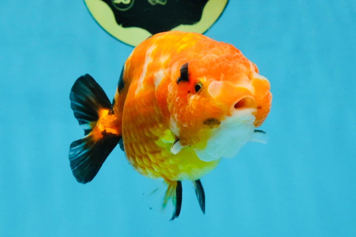 Sakura Chinese Ranchu Female 4.5-5 inches #120525RC_07