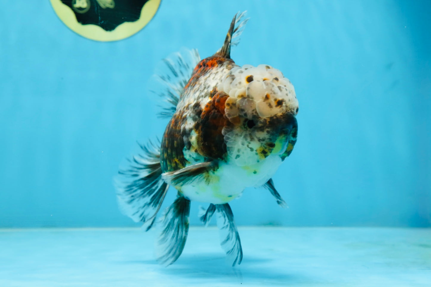 CHONKY AAA Grade Calico Kirin Oranda Male 5.5 inches #102425OR_18