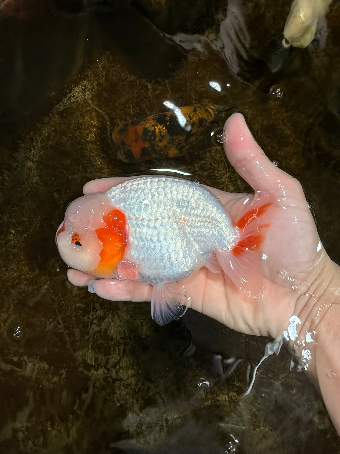 A Grade Red White LionKing 5-5.5 inches #112125LC_03