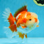 SHOW GRADE Won Runner 2nd Red White Oranda Male 5.5 inches Trophy Included #062025OR_01