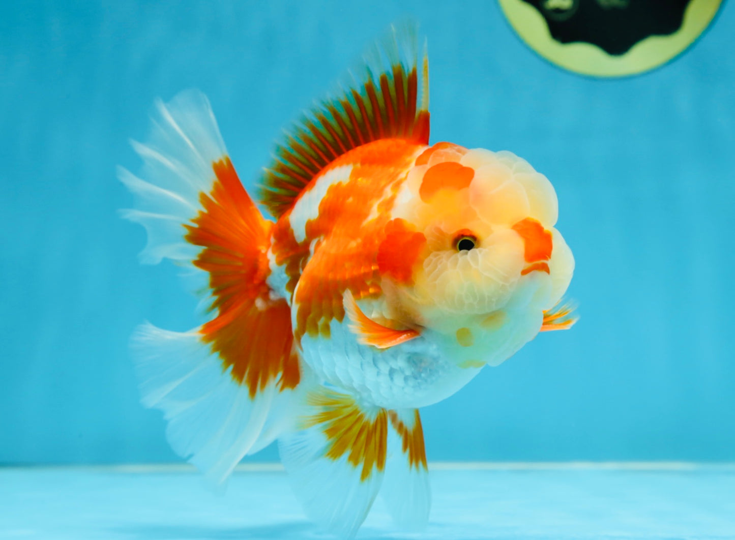 SHOW GRADE Won Runner 2nd Red White Oranda Male 5.5 inches Trophy Included #062025OR_01