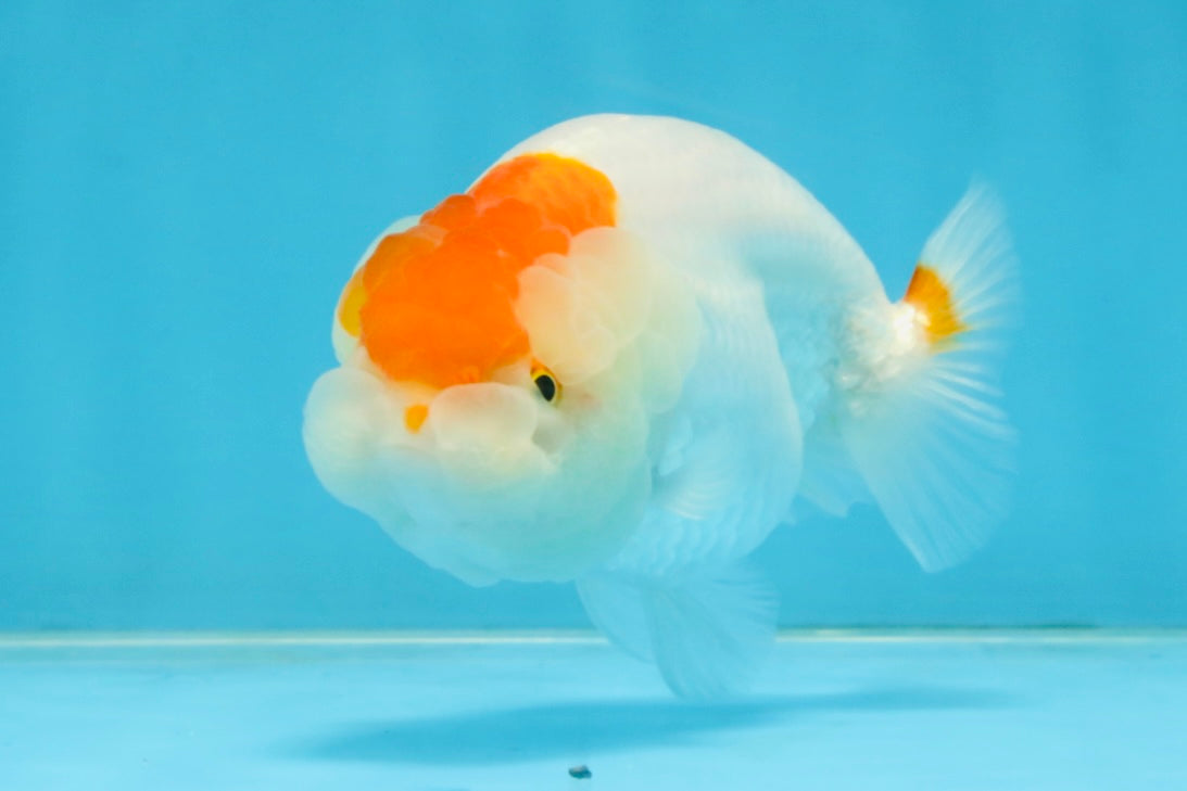 A Grade Red White LionQueen 4 inches #112125LC_13