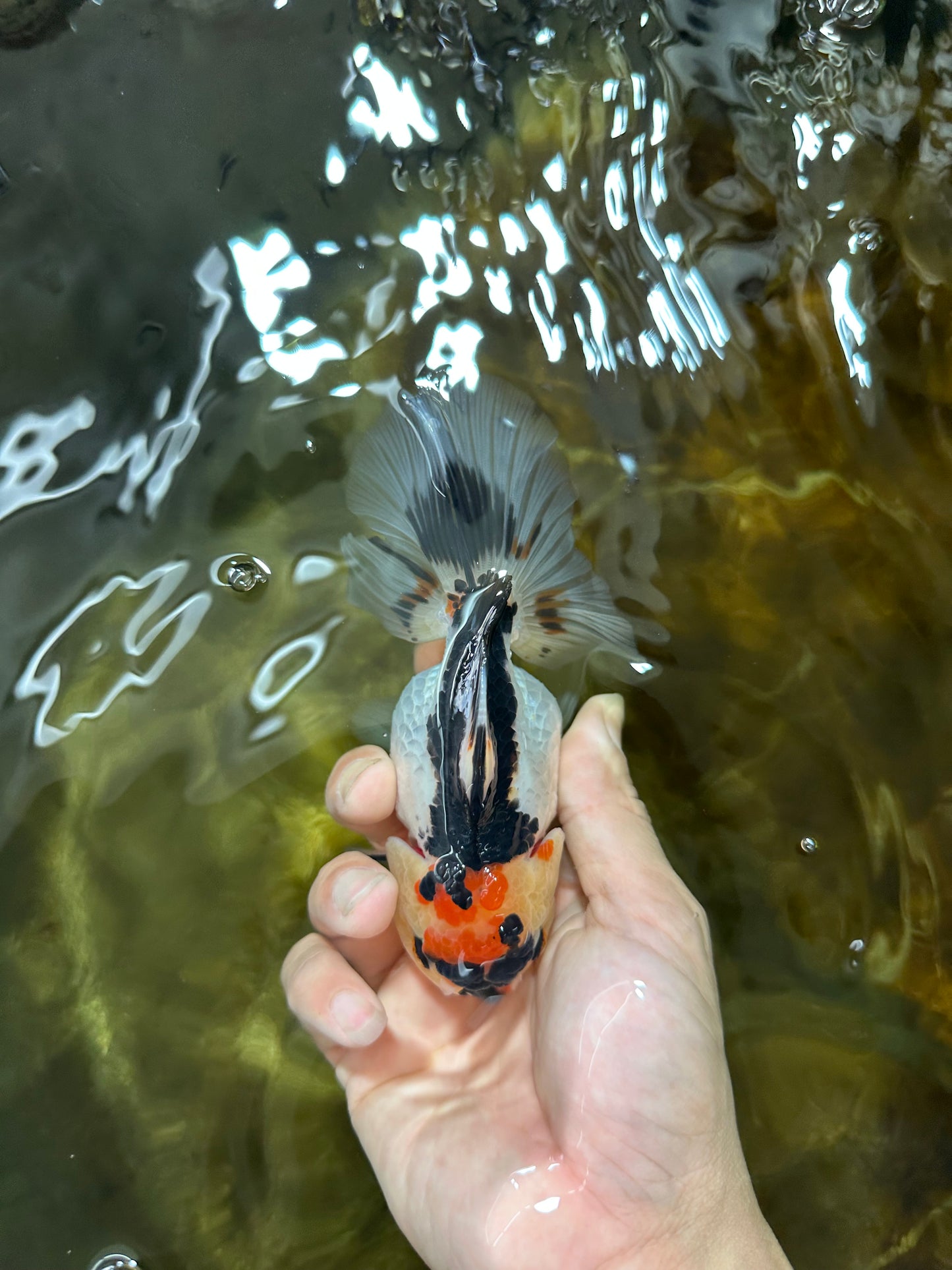 Adorable Tricolor Button Eyes Oranda Female 5 inches #080825OR_13