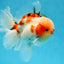 AAA Grade Godzilla Sakura Oranda Male 6-6.5 inches #080125OR_03