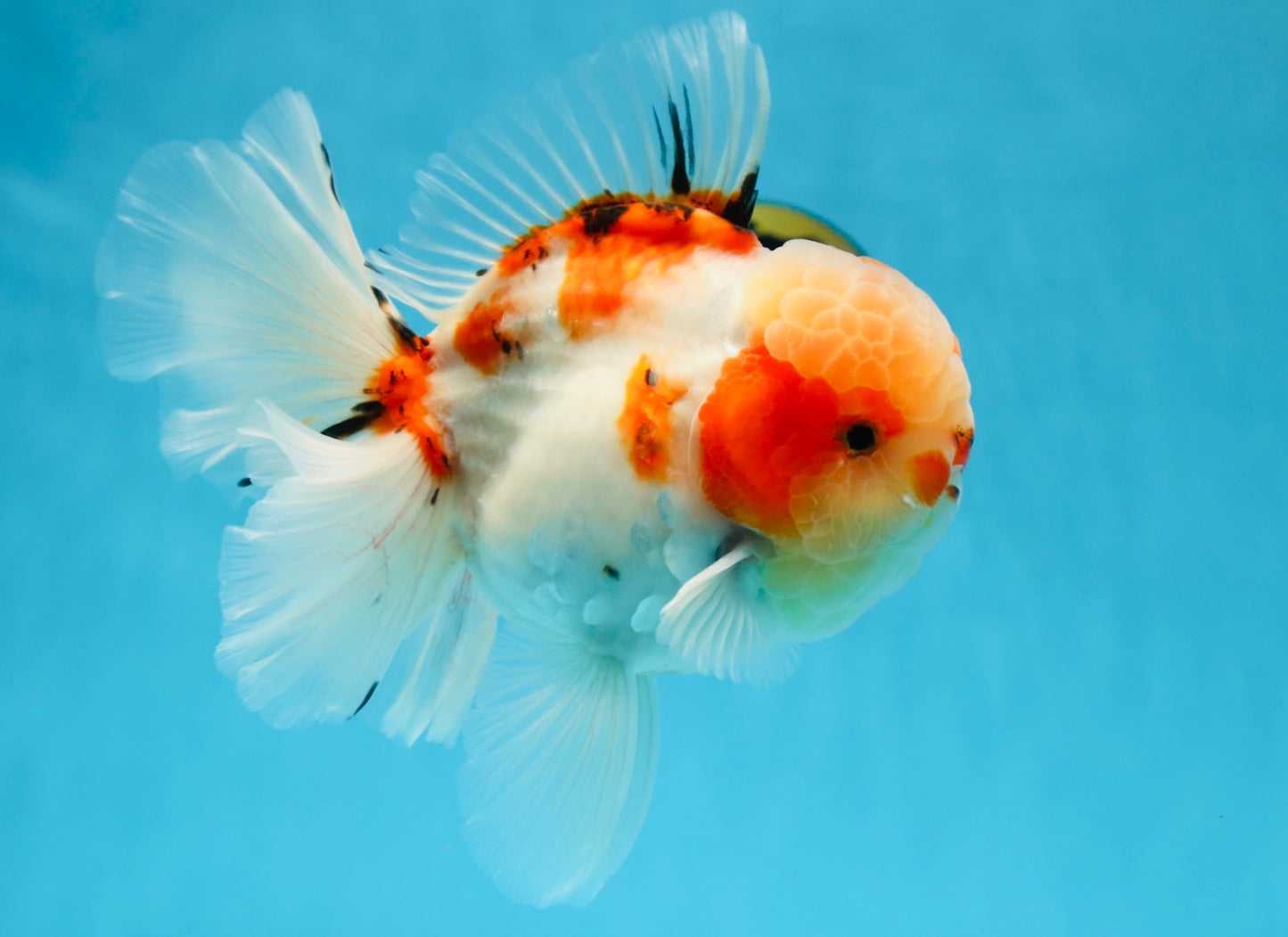 AAA Grade Godzilla Sakura Oranda Male 6-6.5 inches #080125OR_03