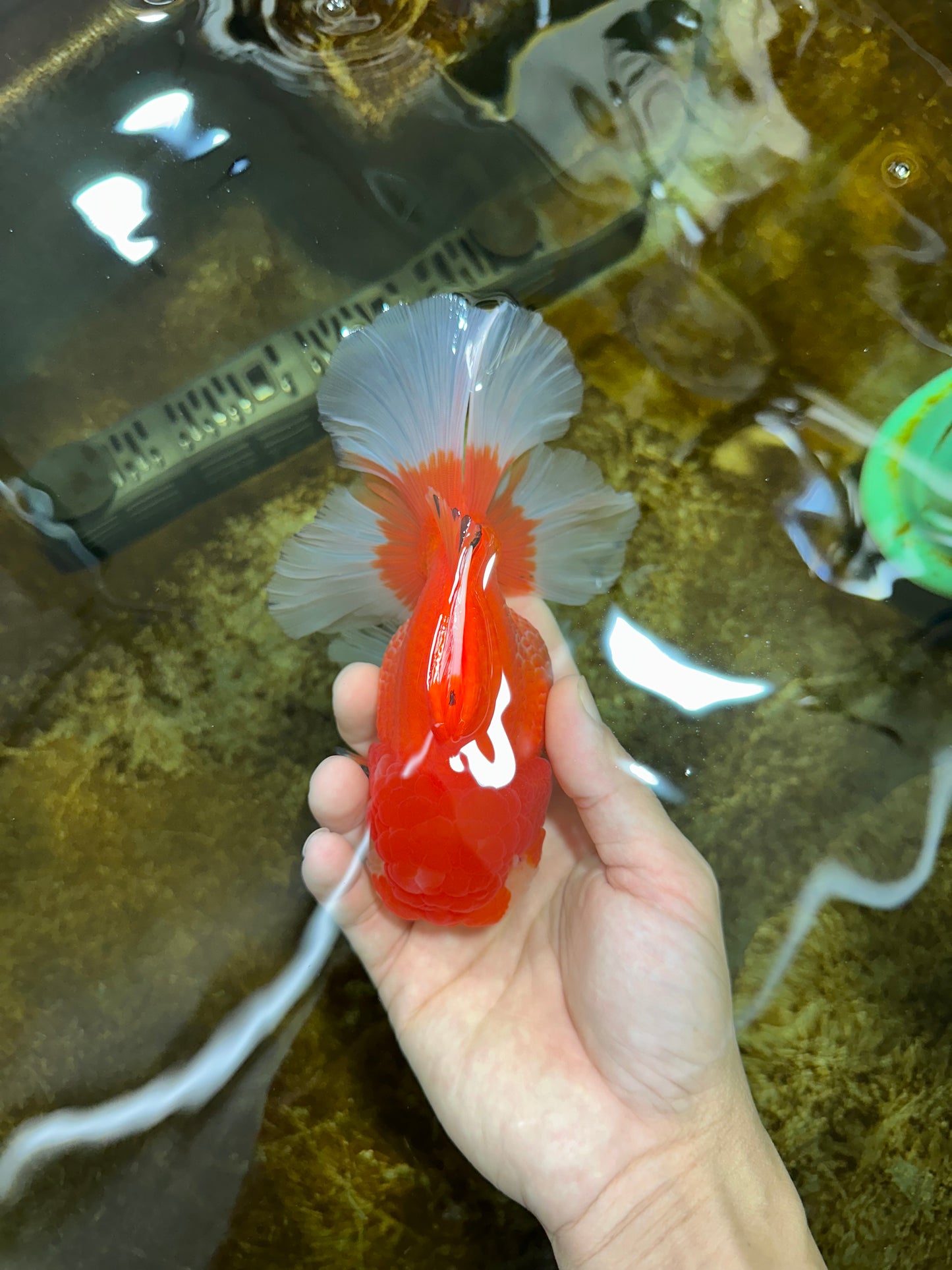 AAA Grade Red White Oranda Male 6 inches #080125OR_12