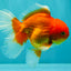 A Grade Red White Oranda Male 5.5 inches #091826OR_06