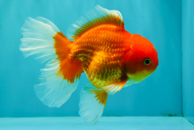 A Grade Red White Oranda Male 5.5 inches #091826OR_06