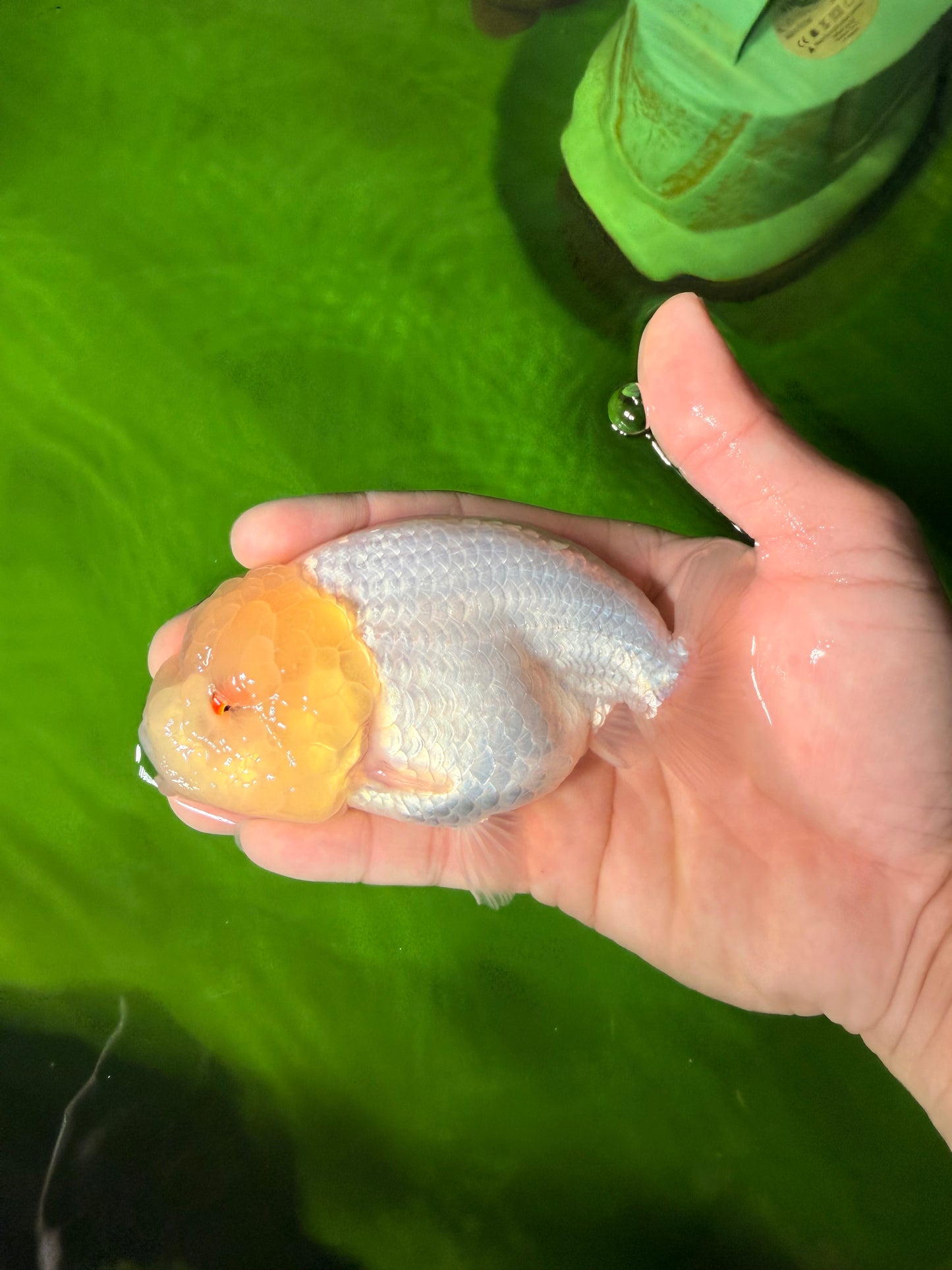 SUPER CUTE A Grade White LionQueen Female 4.5 inches #041026LC_17