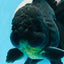 Oranda macho negro de grado A de 5,5 a 6 pulgadas n.° 0726OR_04