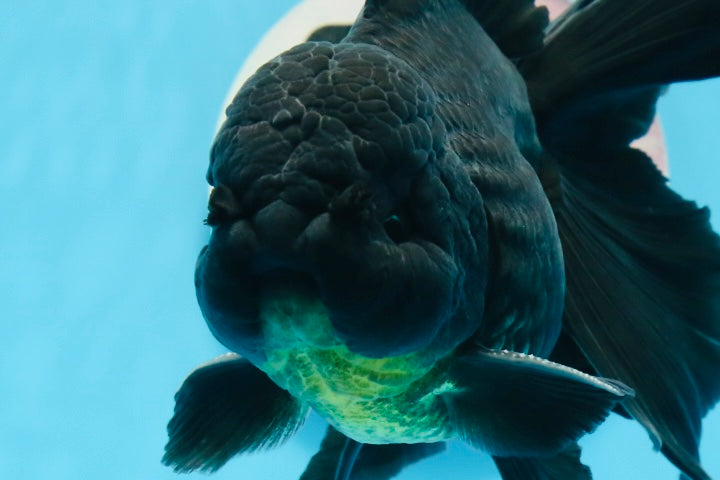 Oranda macho negro de grado A de 5,5 a 6 pulgadas n.° 0726OR_04