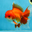 AAA Grade BEAUTY Red White Oranda Male 6 inches #082925OR_16