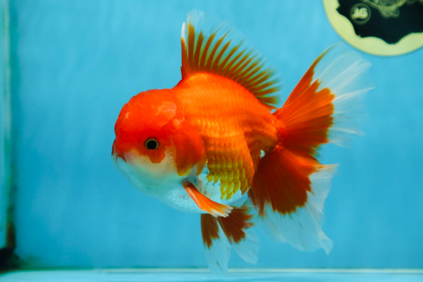 AAA Grade BEAUTY Red White Oranda Male 6 inches #082925OR_16