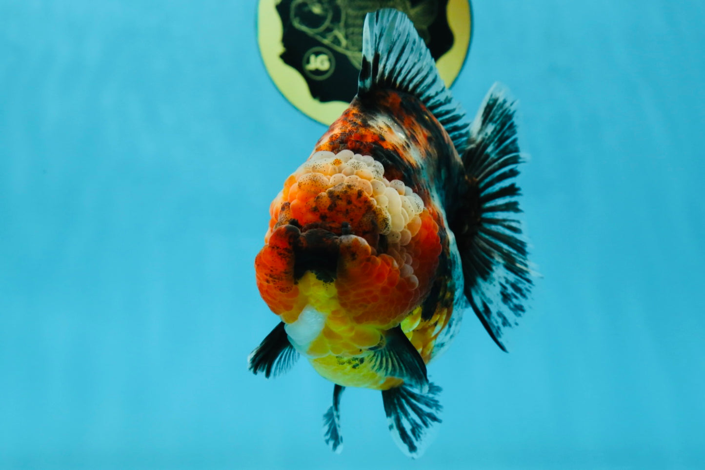 AAA Grade RARE Big Body Godzilla Calico Yuanbao Female 5-5.5 inches #051625YB_13