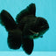 A Grade Black Oranda Male 5-5.5 inches #101626OR_02