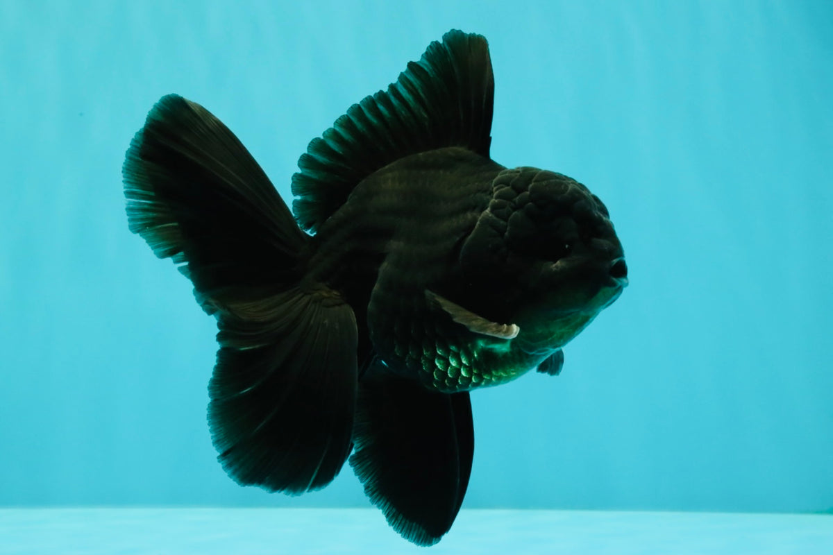 A Grade Black Oranda Male 5-5.5 inches #101626OR_02