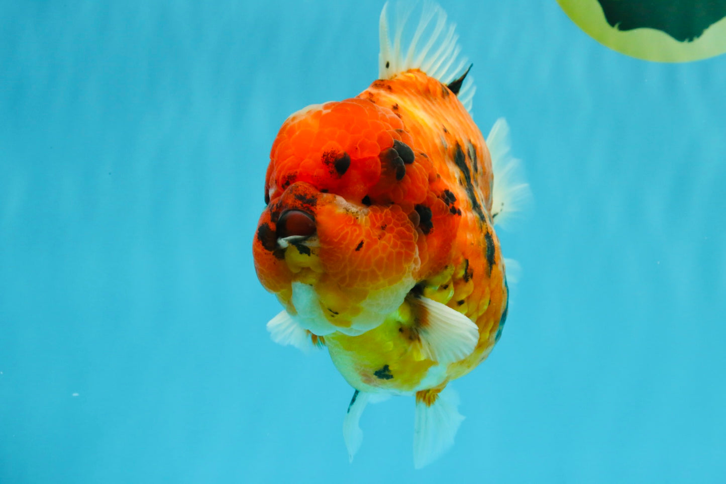 SUPER AAA Grade Godzilla Tiger Yuanbao Male 6.5 inches #022026YB_01