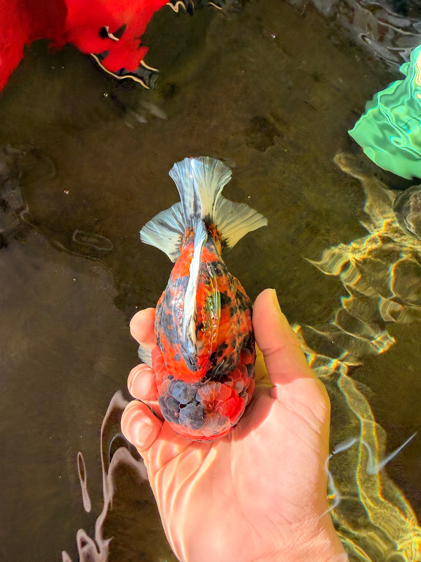 SUPER Special AAA Grade Godzilla Tiger Yuanbao Male 5 inches #022726YB_01