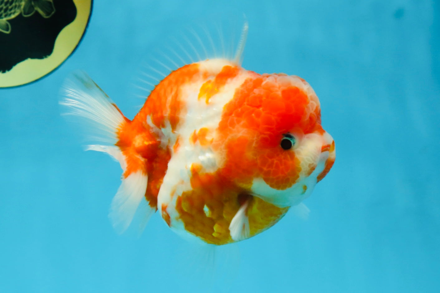 AAA Grade Cherry Sakura Yuanbao Female 4-4.5 inches #101025YB_24