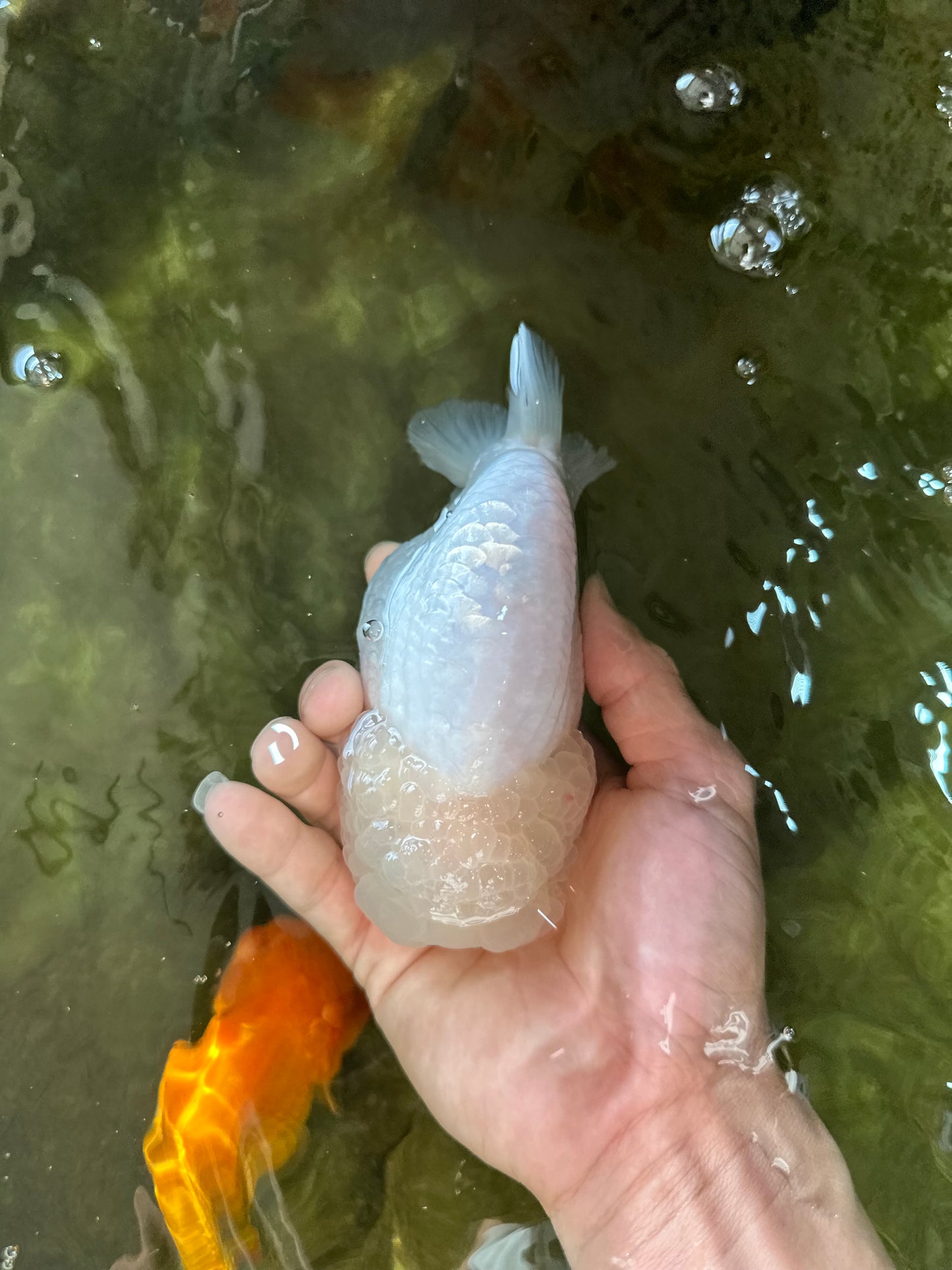 RARE A Grade Sakura Snow White LionQueen 5-5.5 inches #050225LC_13