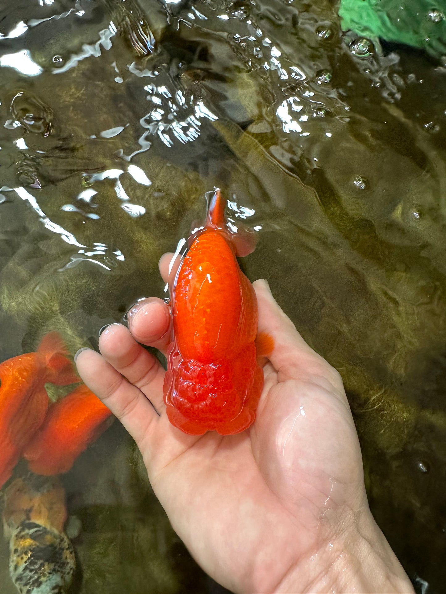 A Grade Solid Red LionKing 4 inches #062725LC_01