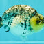 SPECIAL AAA Grade White Tiger LionKing 5.5 inches #061926RC_07