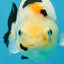 RARE Cow Chinese Ranchu Male 5-5.5 inches #120525RC_04
