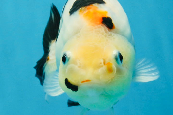 RARE Cow Chinese Ranchu Male 5-5.5 inches #120525RC_04