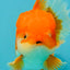A Grade Red White Oranda Male 5.5-6 inches #041726OR_13