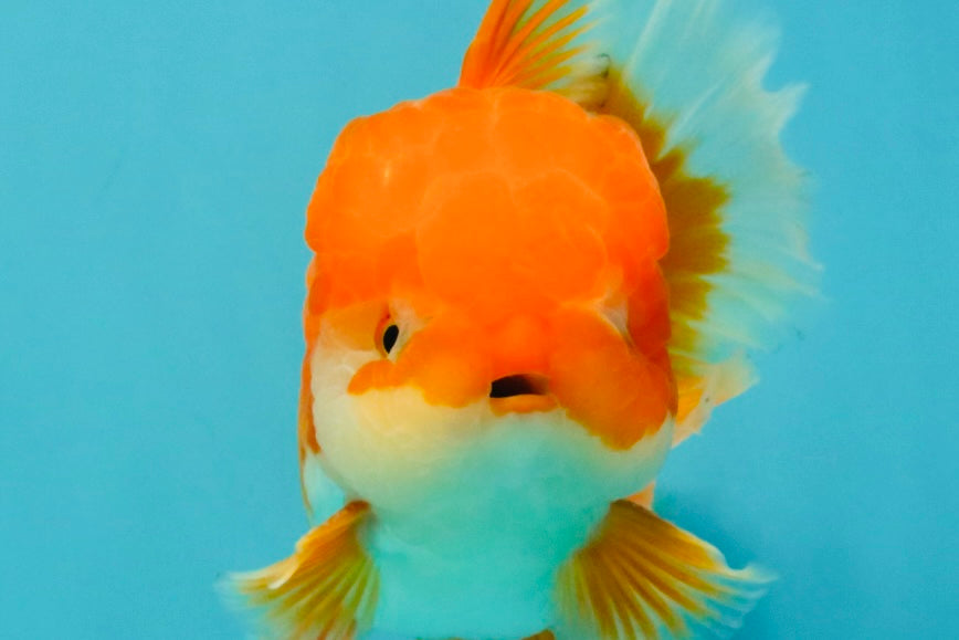 A Grade Red White Oranda Male 5.5-6 inches #041726OR_13