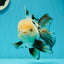 AAA Grade Tricolor Oranda Perfect Shape Male 5.5 inches #1011OR_05