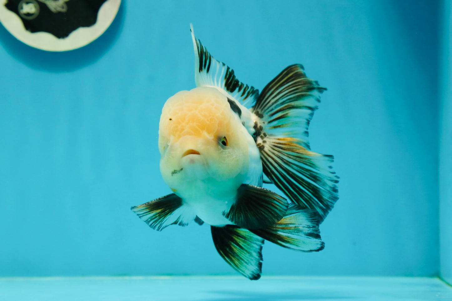 AAA Grade Tricolor Oranda Perfect Shape Male 5.5 inches #1011OR_05