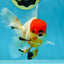 A Grade Tricolor Oranda Male 5-5.5 inches #060625OR_14