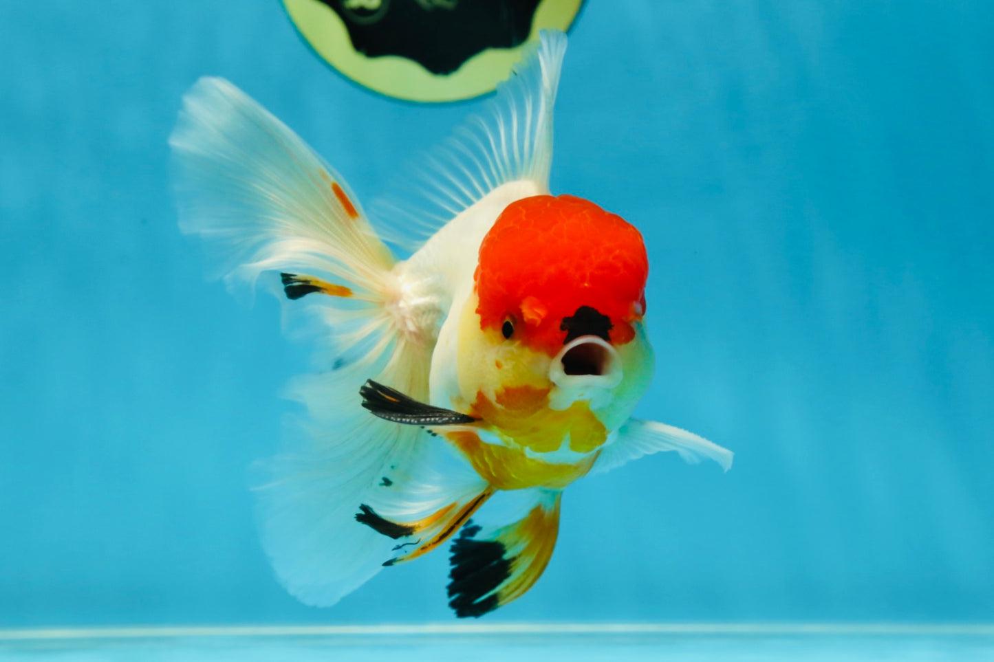 A Grade Tricolor Oranda Male 5-5.5 inches #060625OR_14