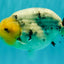 CHUBBY AAA Grade White Marble Blue Base Ranchu Male 5.5-6 inches #100226RC_28