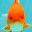 AAA Grade Red White Oranda Male 5-5.5 inches #073126OR_08