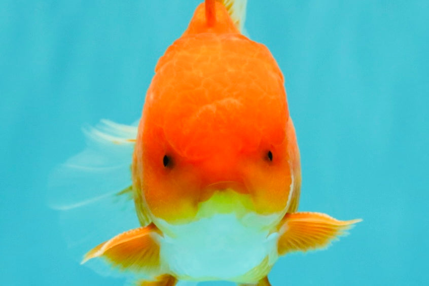 AAA Grade Red White Oranda Male 5-5.5 inches #073126OR_08